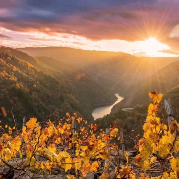 Paisaje de viticultura heroica en los viñedos de Sober al atardecer, Galicia.