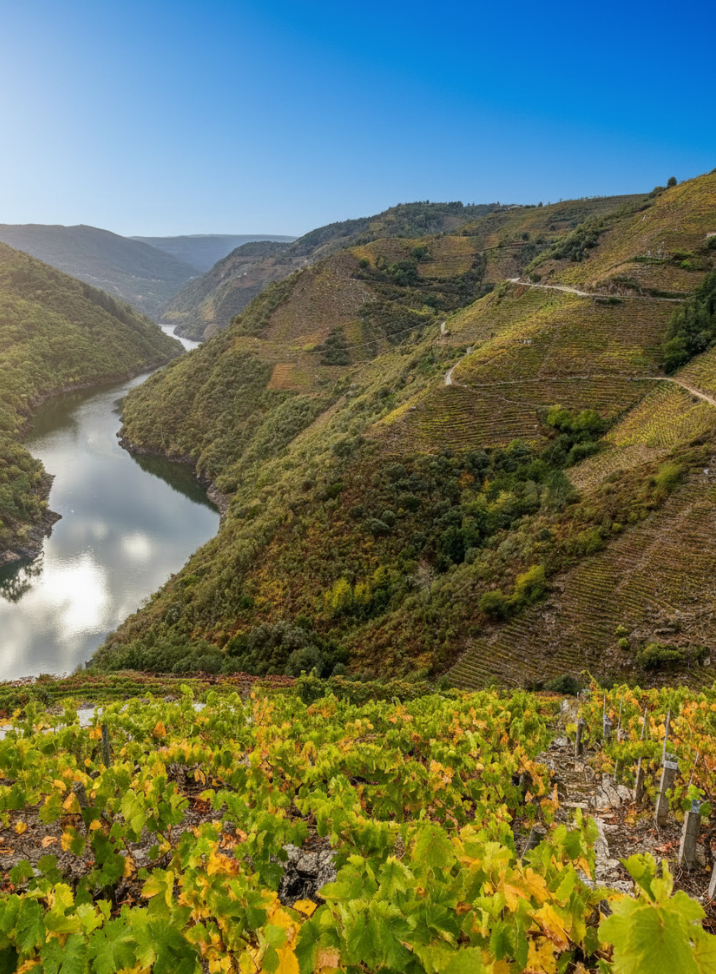 Vistas exclusivas del río Sil serpenteando entre montañas desde un viñedo histórico centenario en Sober.