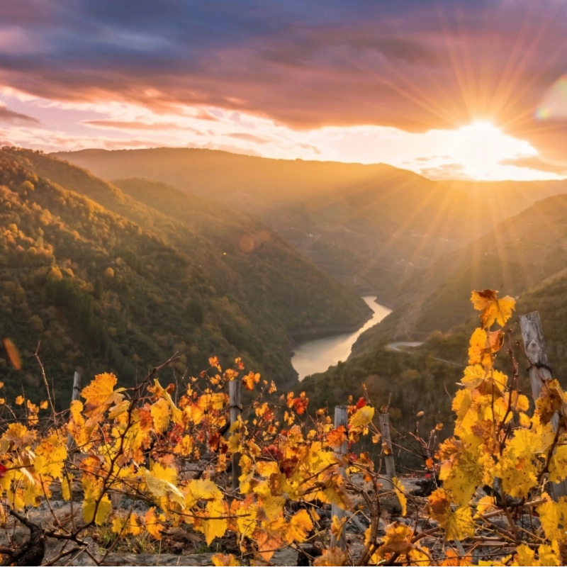 Paisaje de viticultura heroica en los viñedos de Sober al atardecer, Galicia.