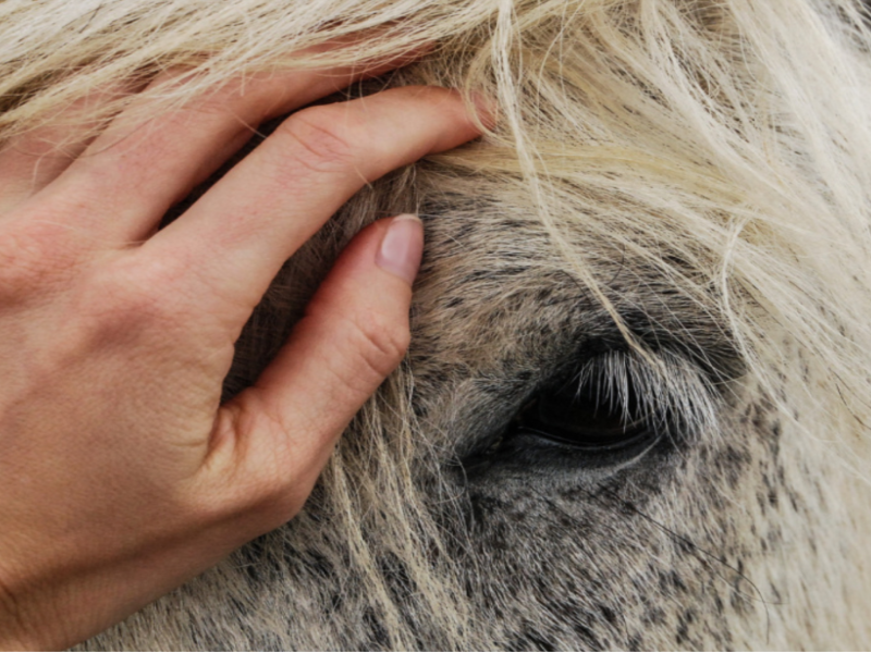 Primer plano de un caballo en el centro hípico de Monforte.