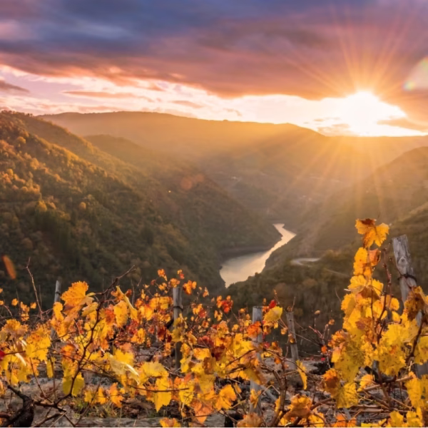Viñedos de viticultura heroica en Sober al atardecer, Ribeira Sacra.